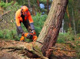 How Our Tree Care Process Works  in  California Polytechnic State University, CA